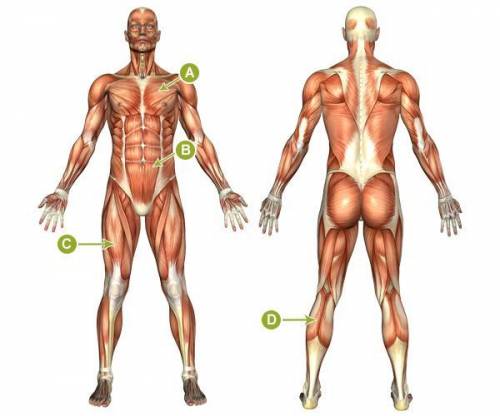 Which of the muscles is the rectus abdominis?

This diagram shows the muscles of the human body. T
