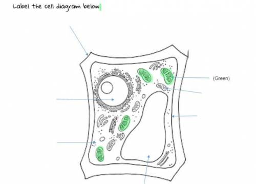 Label the cell diagram below

Wordbank: Cell membrane, cell wall, chloroplast, mitochondria, ribos