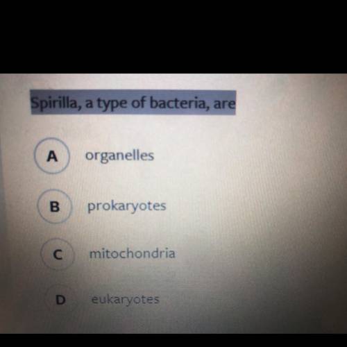 What type of bacteria is spirilla.