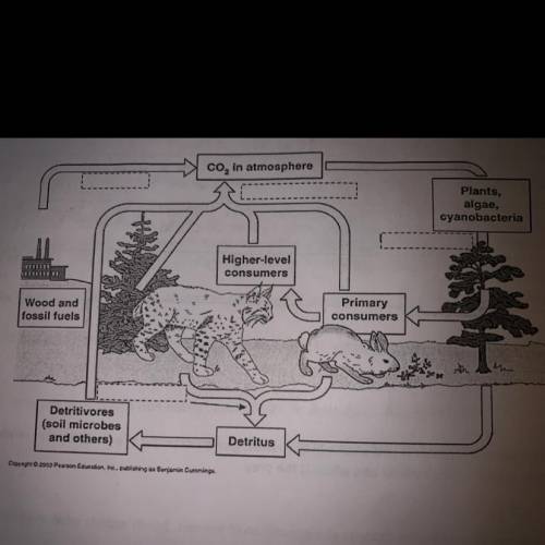 7. Fill in the boxes with the main processes of the carbon cycle: