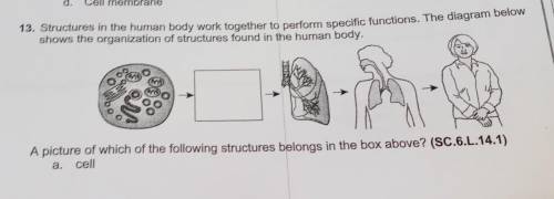 The diagram below shows the organization of structures found in the human body.

A picture of whic