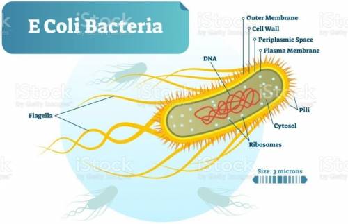 Draw a diagram of Escherichia coli bacteria