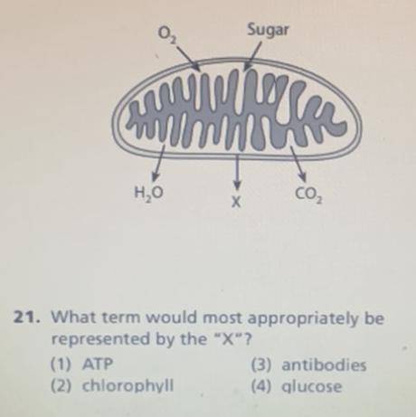What term would most appropriately be

represented by the X?
(1) ATP
(3) antibodies
(2) chloroph