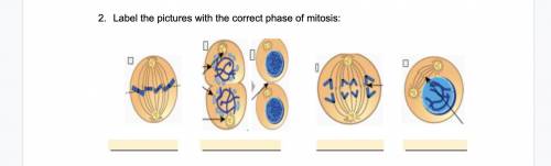 Label the pictures with the correct phase of mitosis: