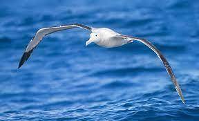 What's an albatroz , attach some photos too!