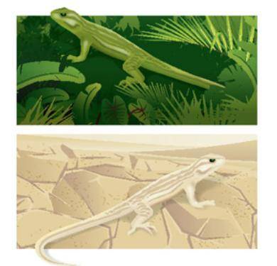 What behavioral adaptation might allow these lizards to survive in their environments?

The answer