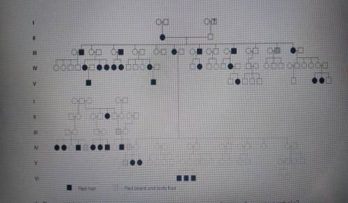 The following is a complex pedigree for two traits, red hair and body hair.

a.) What are the gene