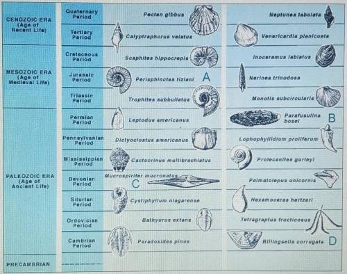 Help please!

In the following diagram, four different index fossils are labeled: ^^Which of the l