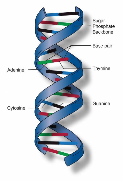 How does a model demonstrate the structure of DNA