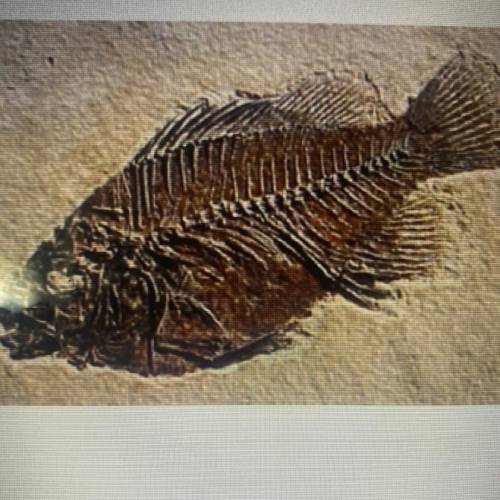The picture above shows a fossil of a fish. It MOST LIKELY took

for the fish to become a fossil
A
