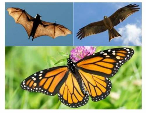 The image below shows several different organisms that have the ability to fly. All of these organi