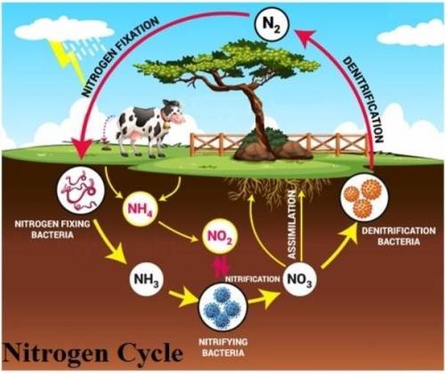 What are the main processes of the nitrogen cycle and what do they each do/accomplish