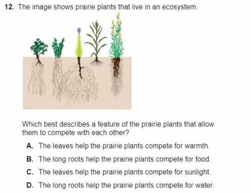 The image shows prairie plants that live in an ecosystem. Which best describes a feature of the pra
