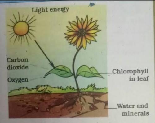 Define photosynthesis??? koi h ky??