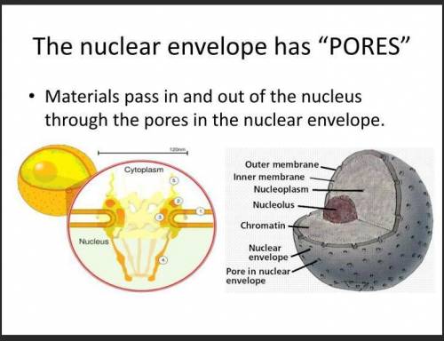 What is the nuclear envelope?
Somebody please help on this quick