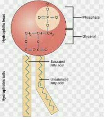 What type of diagram is this? is it a proteins or lipid diagram?