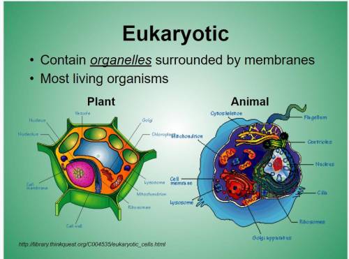 Explain: Make a graphic organizer to summarize the mechanisms that allow eukaryotic cells to control