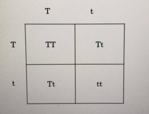 In your own words please answer the questions below the punnet square in 2-3 COMPLETE sentences. Th