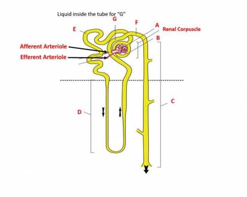 Identify the parts of the nephron on the diagram